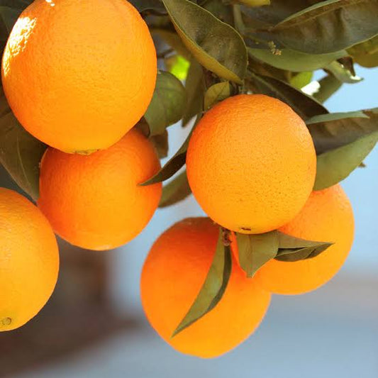 Late Variety Navel Orange |Seedless Late Navel Orange tree for sale - Premium Fruit Plants & Tree from Plantparadise - Just $749! Shop now at Plantparadise