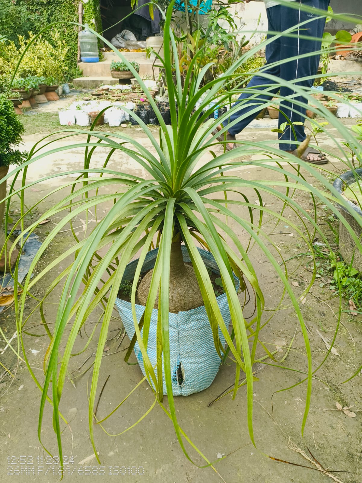 Lolina Palm Plant|Buy Lolina Palm Online - Premium Indoor Plant from Plantparadise - Just $599! Shop now at Plantparadise