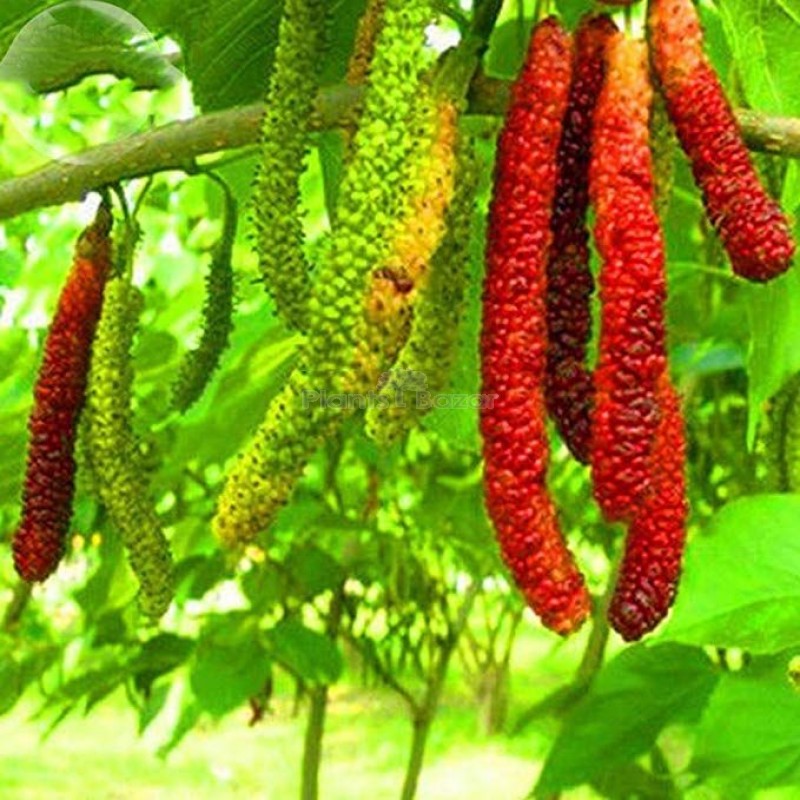 Long Mal Berry|Fast-growing mulberry plant - Premium Fruit Plants from Plantparadise - Just $950! Shop now at Plantparadise