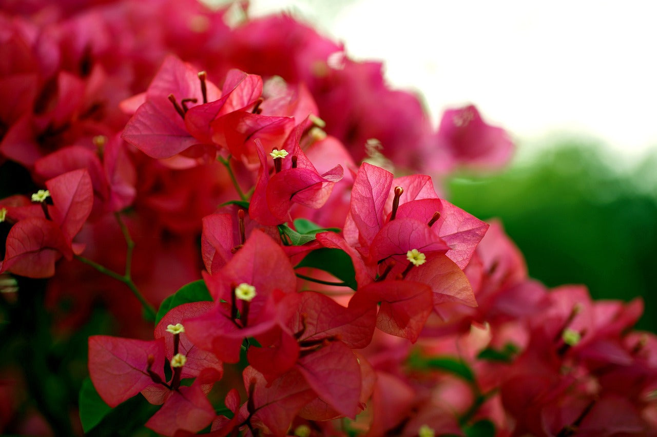 MAGNETA THAI VARIETY BOUGAINVILLEA FLOWER PLANT - Premium Flowering Plants from Plantparadise - Just $750! Shop now at Plantparadise