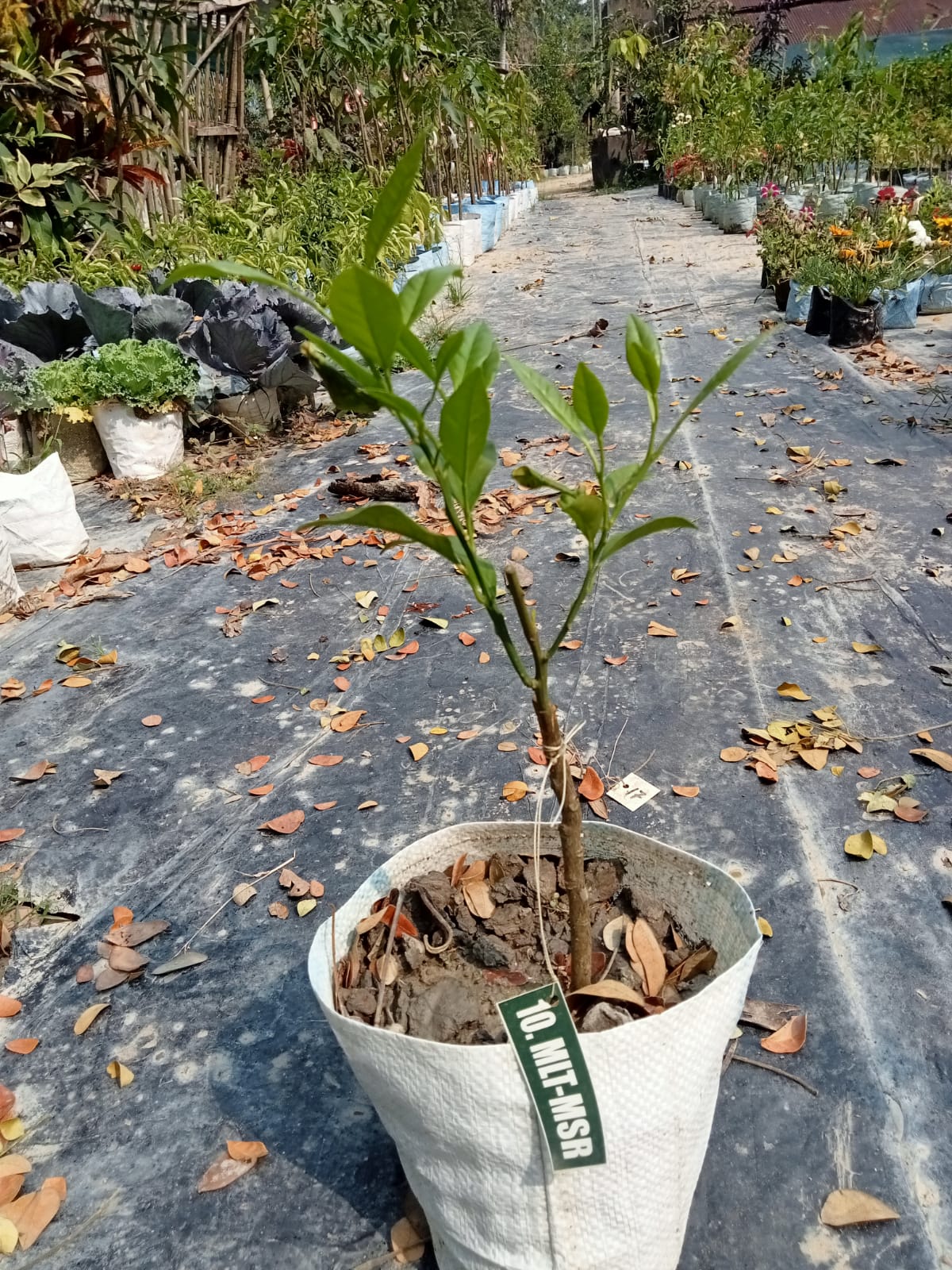 Mishoriyo Malta (Citrus sinensis) Plant| - Premium Fruit Plants & Tree from Plantparadise - Just $699! Shop now at Plantparadise