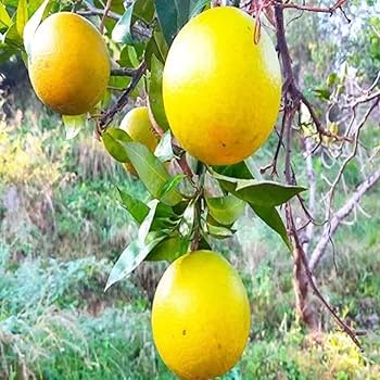 Mishoriyo Malta (Citrus sinensis) Plant| - Premium Fruit Plants & Tree from Plantparadise - Just $699! Shop now at Plantparadise