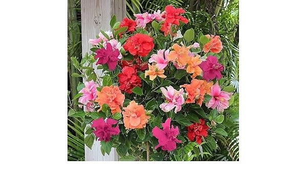 Multi Grafted Hibiscus(10 Different Colour)|Colorful Hibiscus Blooms - Premium Flowering Plants from Plantparadise - Just $1190! Shop now at Plantparadise