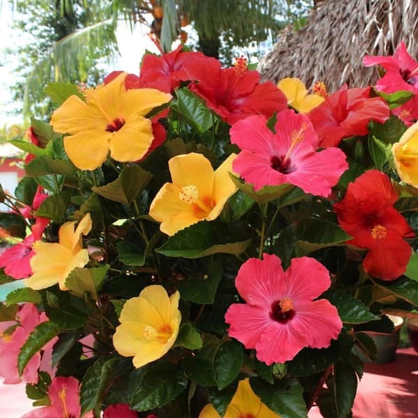 Multi Grafted Hibiscus(10 Different Colour)|Colorful Hibiscus Blooms - Premium Flowering Plants from Plantparadise - Just $1190! Shop now at Plantparadise
