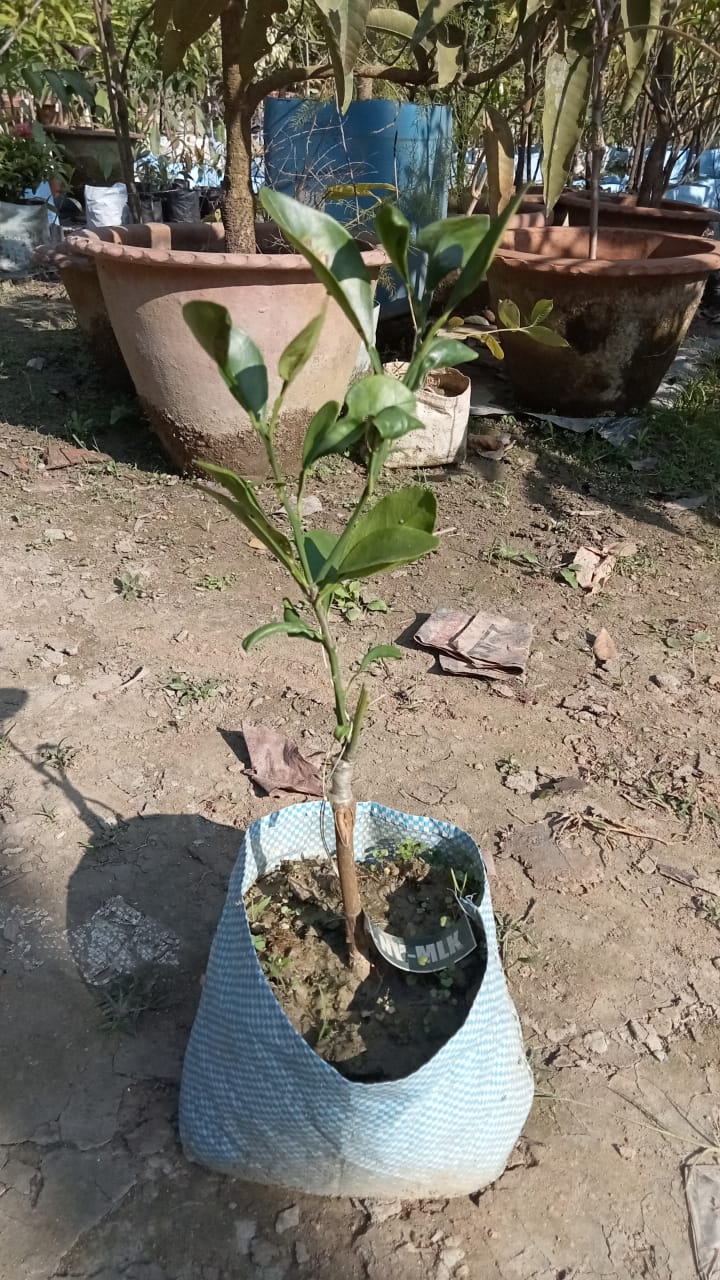 Muluki Navel Orange|Buy Muluki Navel Orange tree online - Premium Fruit Plants from Plantparadise - Just $599! Shop now at Plantparadise