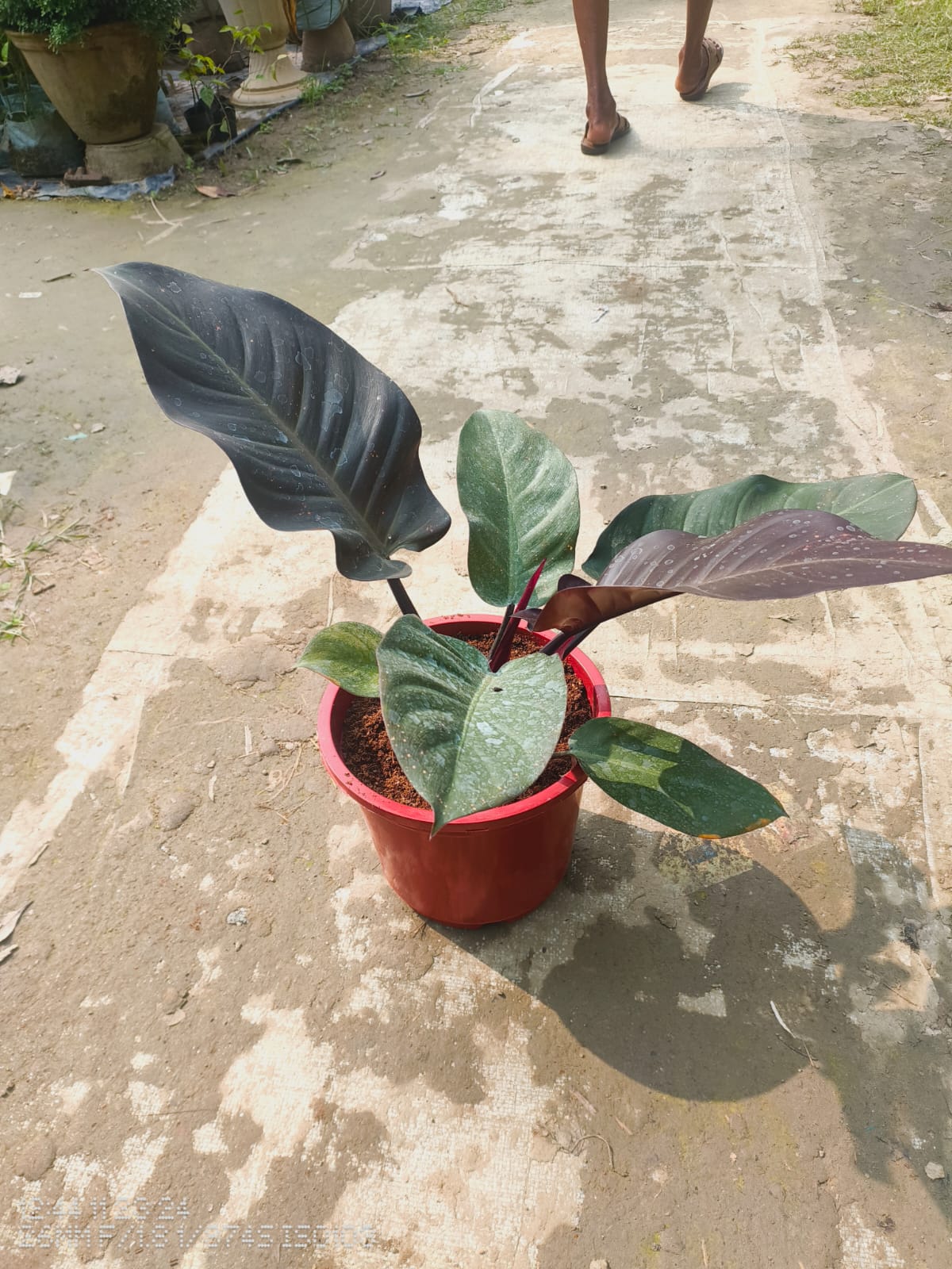 Philodendron 'Black Cardinal|Buy Philodendron Black Cardinal Online - Premium Indoor Plant from Plantparadise - Just $799! Shop now at Plantparadise