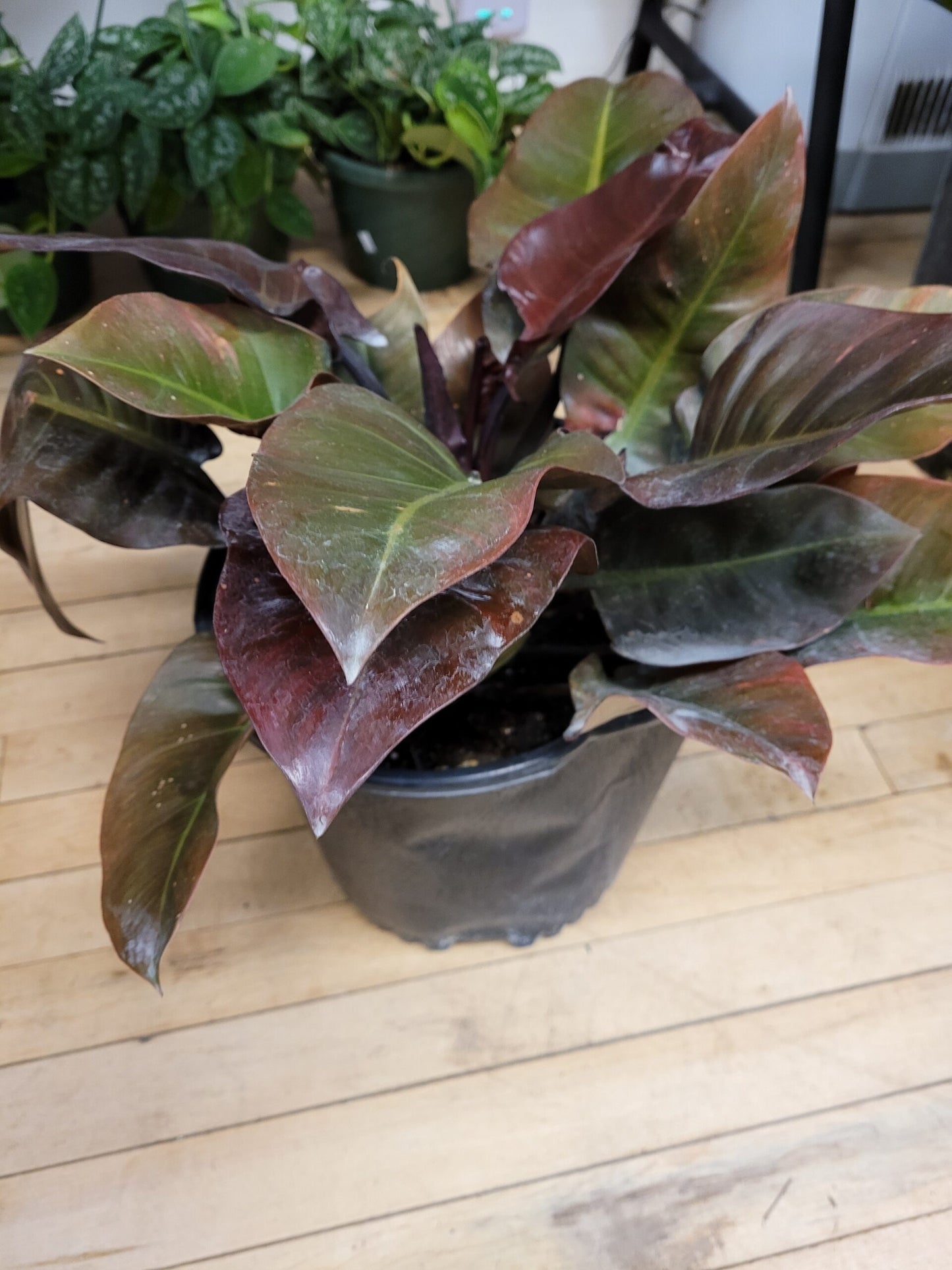The Philodendron 'Black Cardinal'|Buy Philodendron Black Cardinal online - Premium Indoor Plant from Plantparadise - Just $750! Shop now at Plantparadise