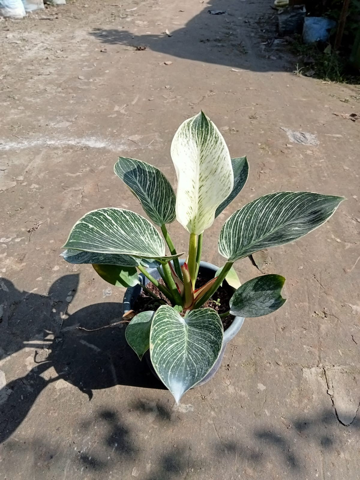 The Philodendron 'Birkin' Plant|Rare Philodendron Birkin plant - Premium Indoor Plant from Plantparadise - Just $450! Shop now at Plantparadise