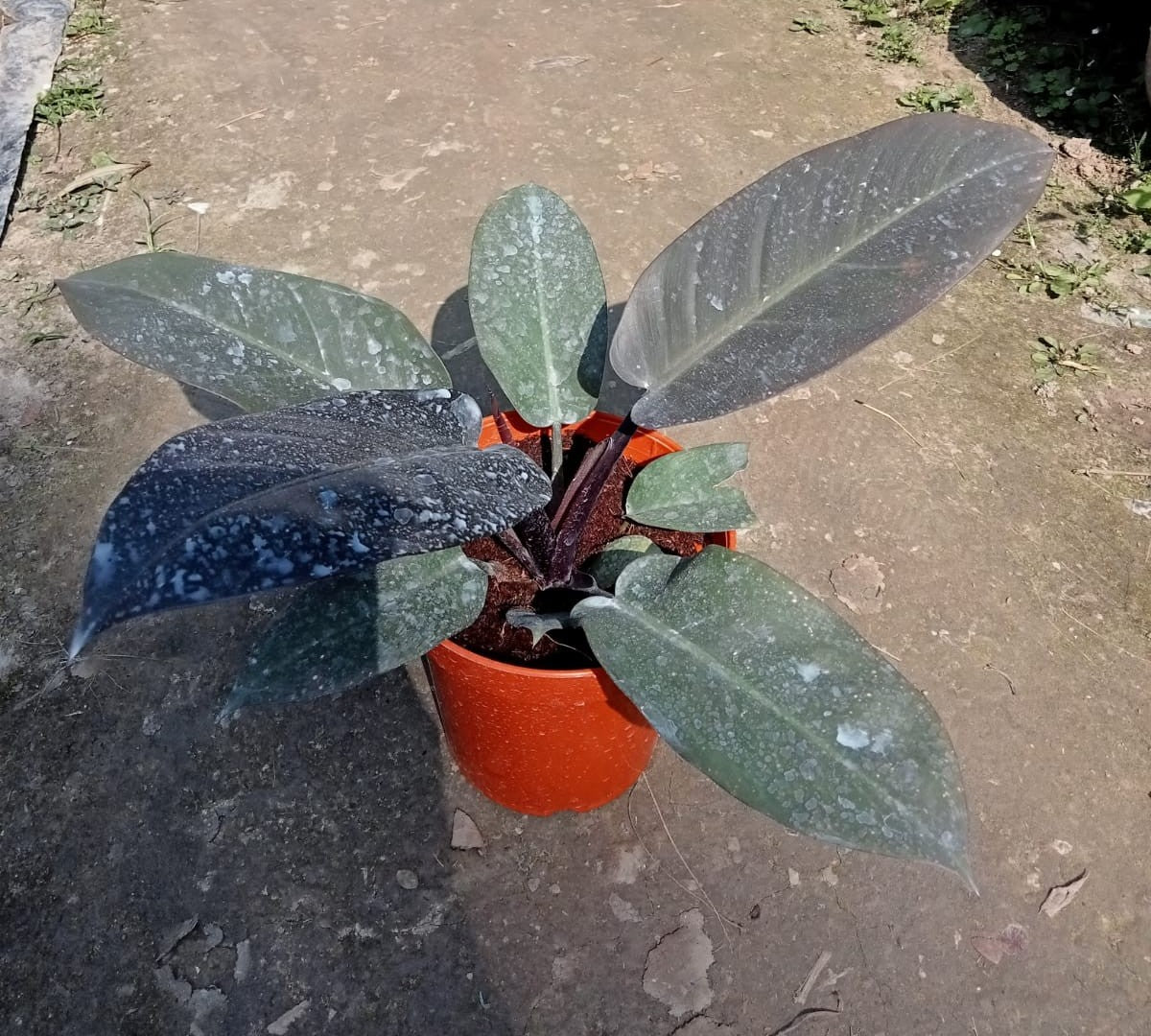 The Philodendron 'Black Cardinal'|Buy Philodendron Black Cardinal online - Premium Indoor Plant from Plantparadise - Just $750! Shop now at Plantparadise
