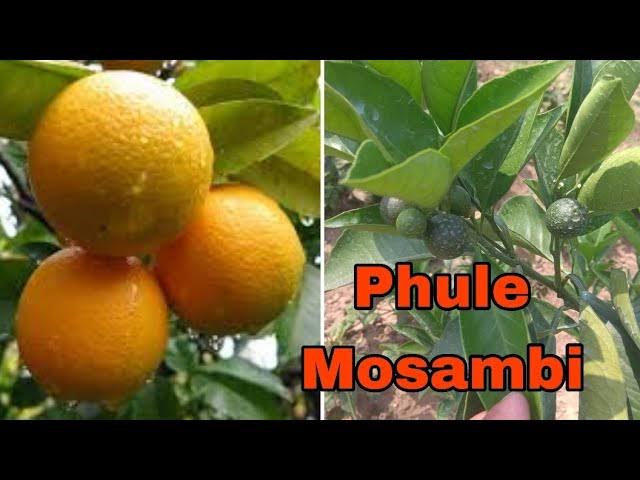 Phule Mosambi Plant|Mosambi fruit tree for home garden - Premium Fruit Plants & Tree from Plantparadise - Just $650! Shop now at Plantparadise