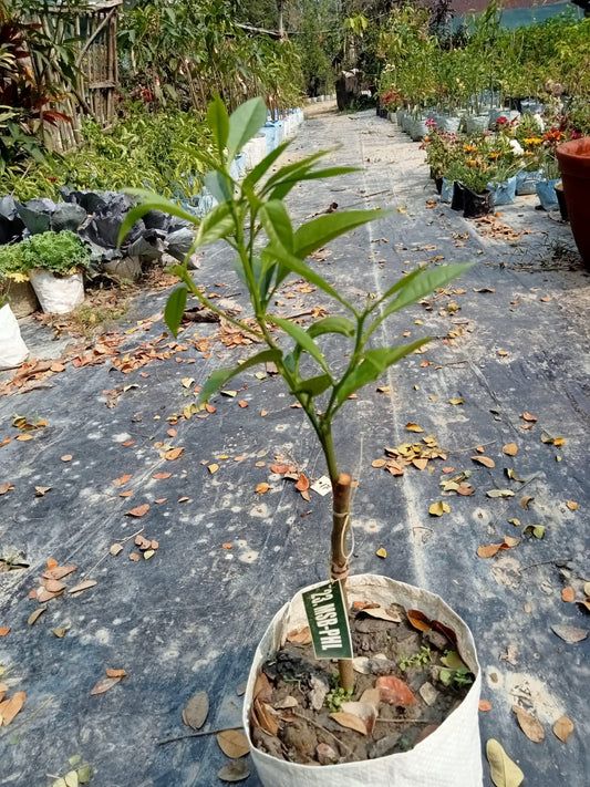 Phule Mosambi Plant|Mosambi fruit tree for home garden - Premium Fruit Plants & Tree from Plantparadise - Just $650! Shop now at Plantparadise