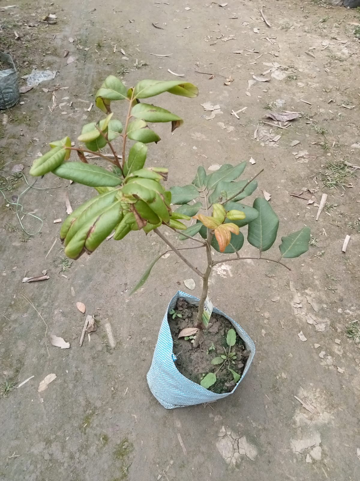 Pink Ping Pong Longan |Grafted Pink Ping Pong Longan - Premium Fruit Plants & Tree from Plantparadise - Just $2200! Shop now at Plantparadise