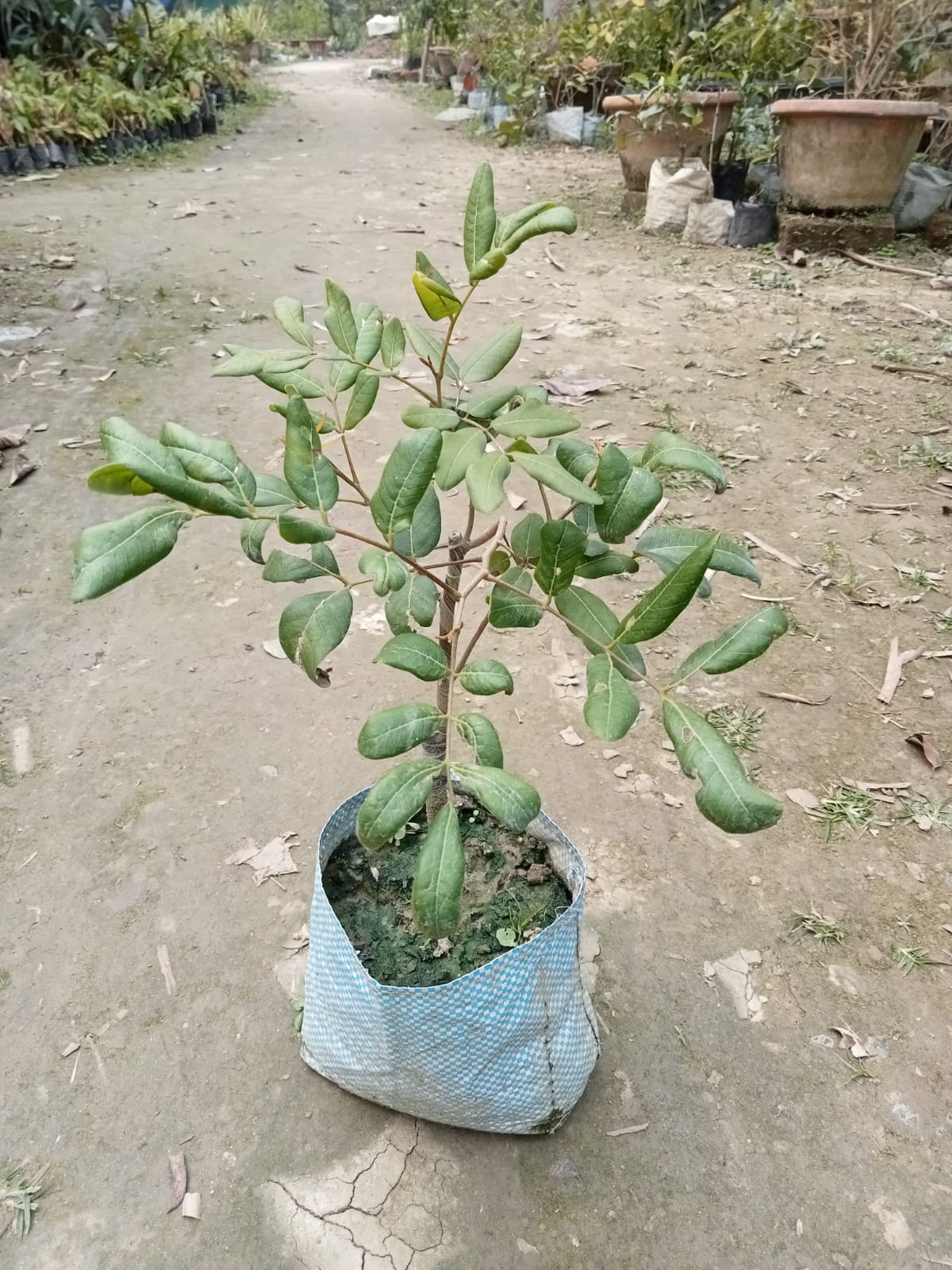 Pink Ping Pong Longan |Grafted Pink Ping Pong Longan - Premium Fruit Plants & Tree from Plantparadise - Just $2200! Shop now at Plantparadise