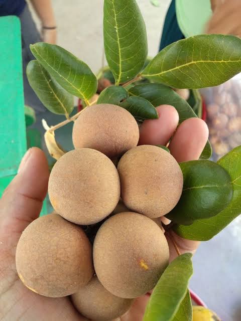 Pink Ping Pong Longan |Grafted Pink Ping Pong Longan - Premium Fruit Plants & Tree from Plantparadise - Just $2200! Shop now at Plantparadise