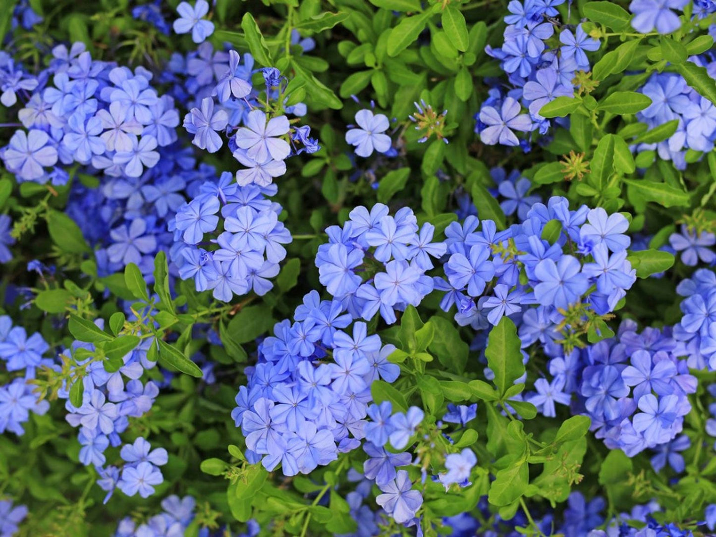 Plumbago Flower Plant|Online nursery for Plumbago plant - Premium Flowering Shrubs from Plantparadise - Just $350! Shop now at Plantparadise