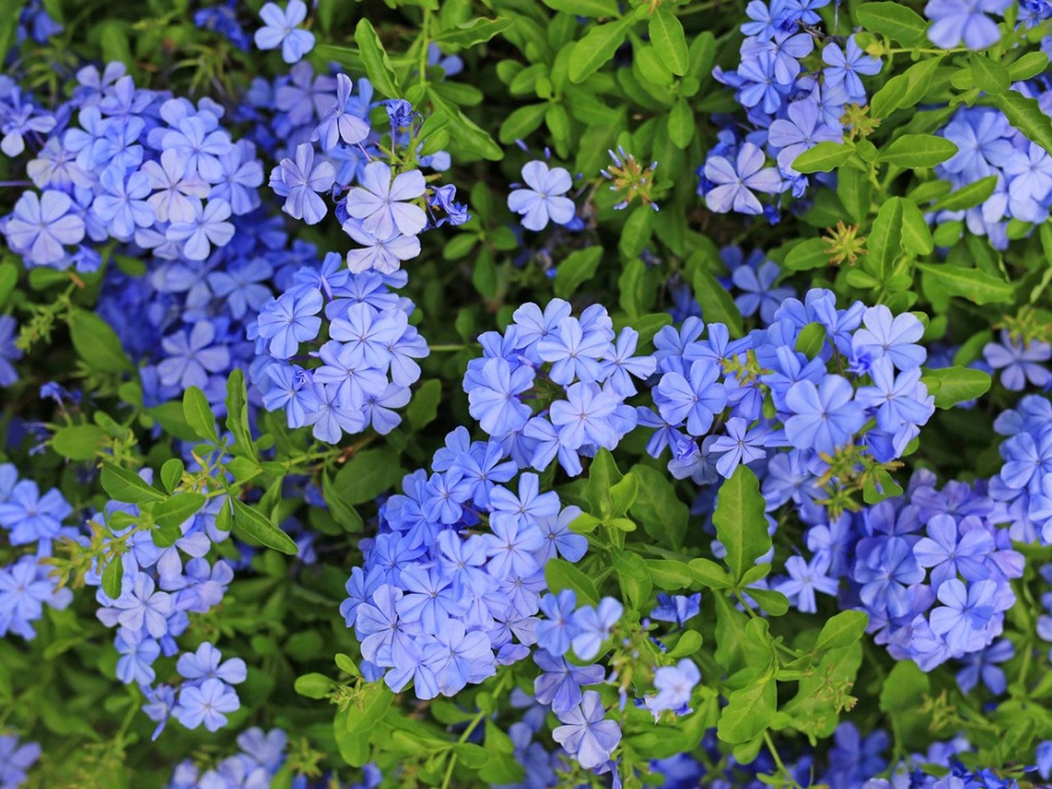 Plumbago  Flower Plant|Online nursery for Plumbago plant - Premium Flowering Shrubs from Plantparadise - Just $350! Shop now at Plantparadise