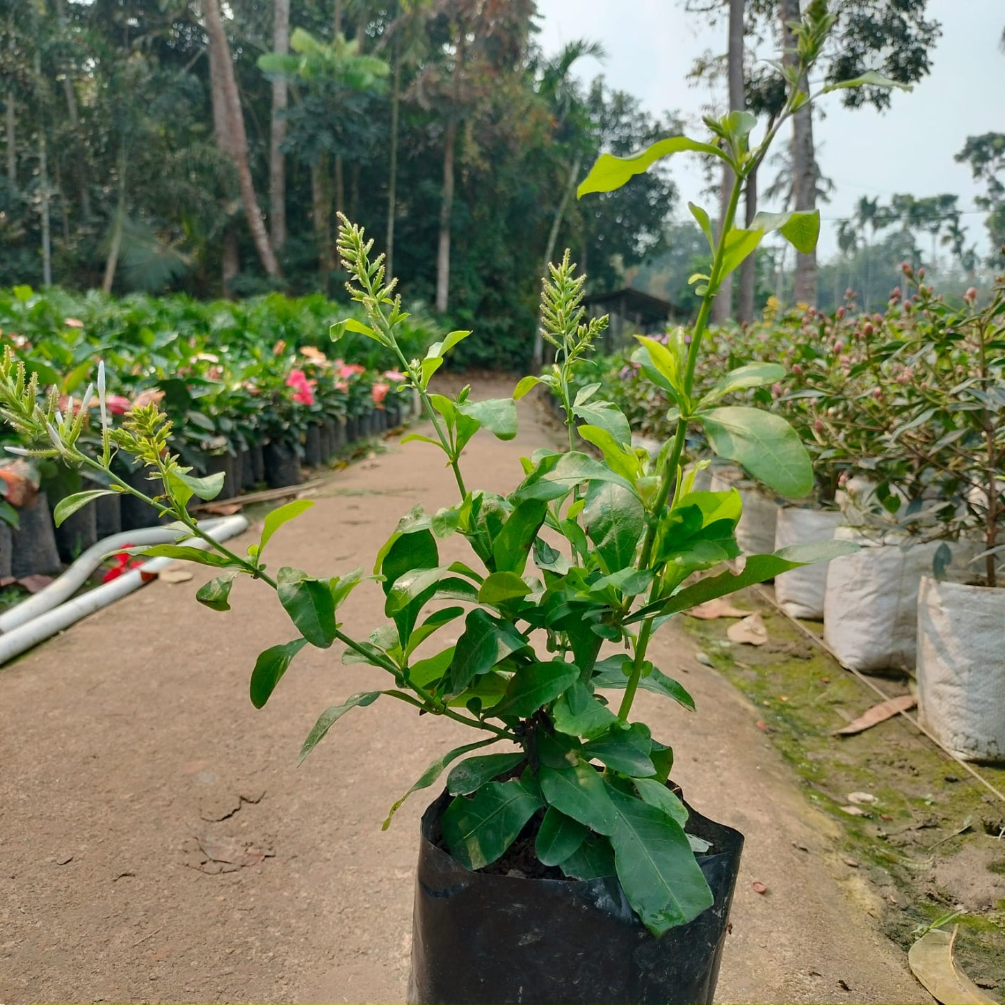 Plumbago Flower Plant|Online nursery for Plumbago plant - Premium Flowering Shrubs from Plantparadise - Just $350! Shop now at Plantparadise