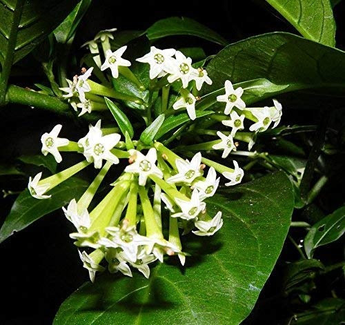 Ratrani (Queen of Night ) Flower Plant - Premium Flowering Plants from Plantparadise - Just $499! Shop now at Plantparadise