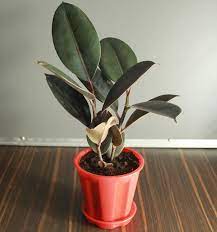 Rubber Plant  Best Price in 2024 at Plantparadise