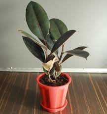 Rubber Plant - Premium Indoor Plant from Plantparadise - Just $425.00! Shop now at Plantparadise