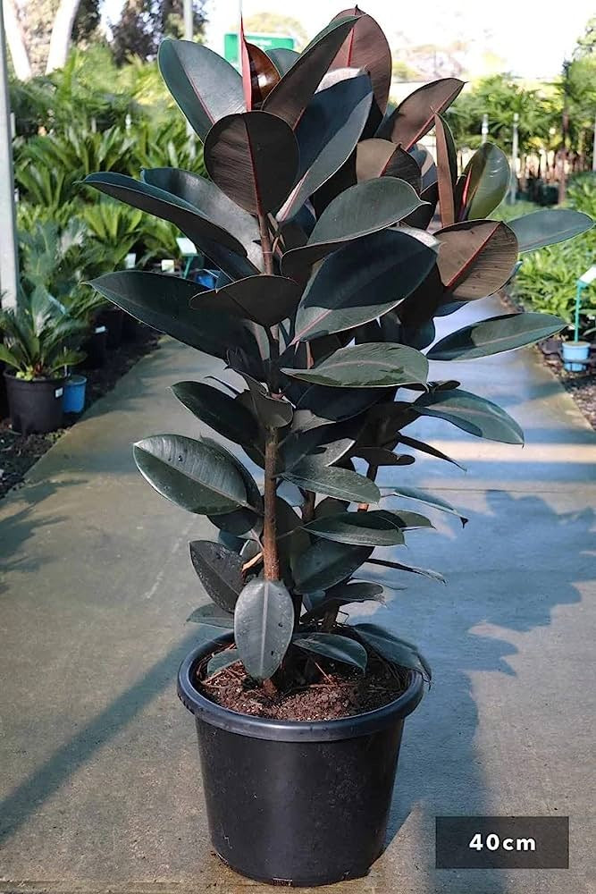 Rubber Plant - Premium Indoor Plant from Plantparadise - Just $425.00! Shop now at Plantparadise