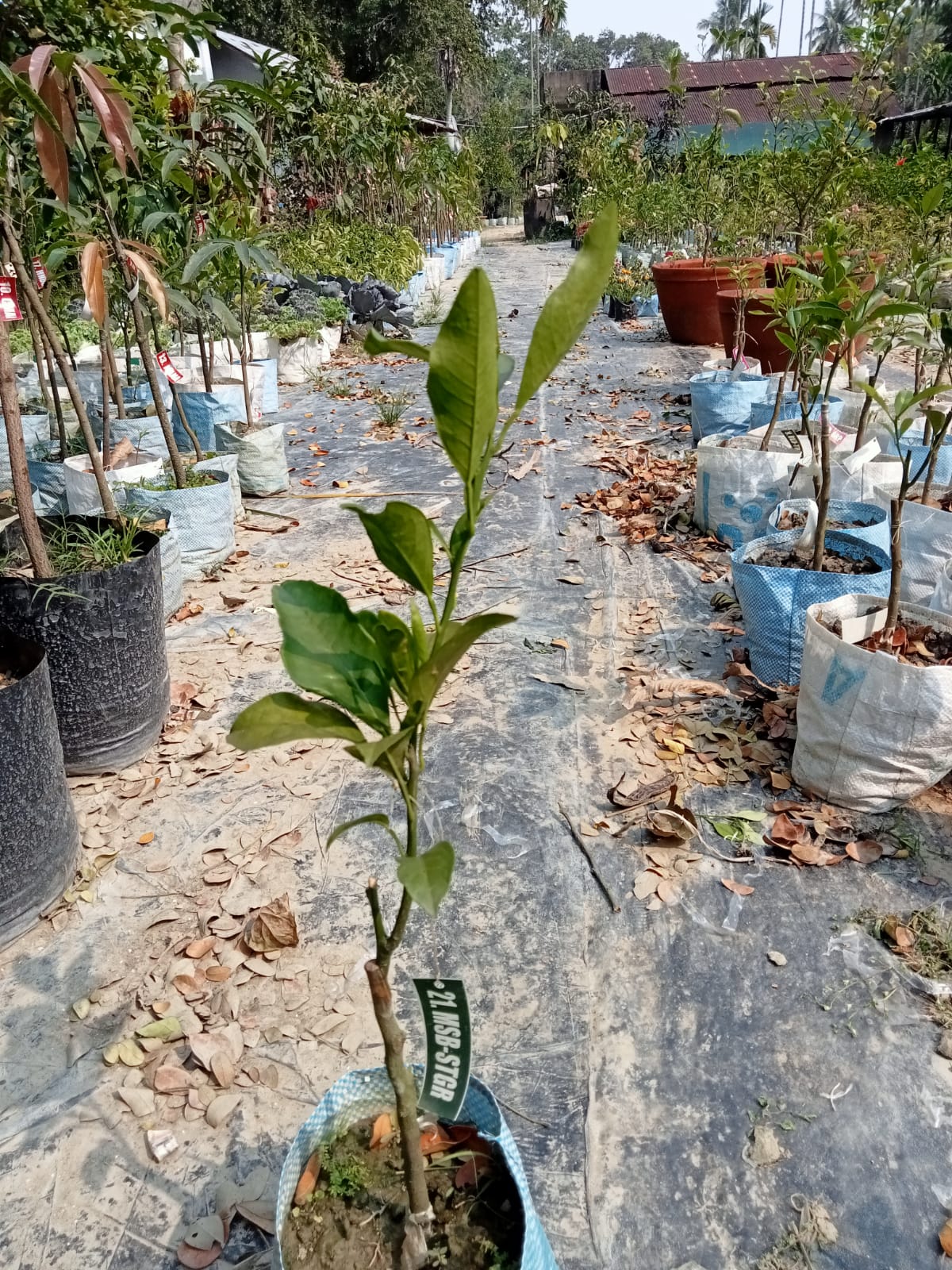 Sathgudi Mosambi (Sweet Lime) Plant|Mosambi plant online India - Premium Fruit Plants & Tree from Plantparadise - Just $499! Shop now at Plantparadise