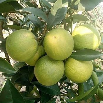 Sathgudi Mosambi (Sweet Lime) Plant|Mosambi plant online India - Premium Fruit Plants & Tree from Plantparadise - Just $499! Shop now at Plantparadise