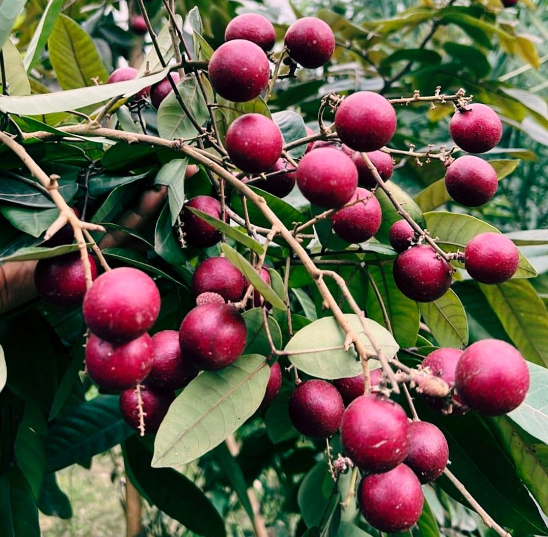 Scarllet's ruby longan Fruit Plant |Scarlett Ruby Longan plant online - Premium Fruit Plants & Tree from Plantparadise - Just $1200! Shop now at Plantparadise