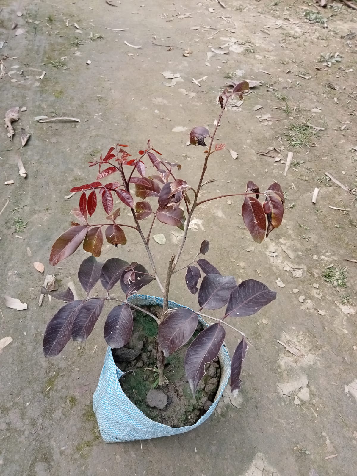 Scarllet's ruby longan Fruit Plant |Scarlett Ruby Longan plant online - Premium Fruit Plants & Tree from Plantparadise - Just $1200! Shop now at Plantparadise