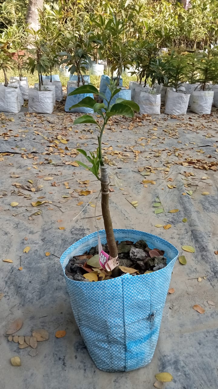 Star Ruby Grapefruit (Citrus × paradisi 'Star Ruby') |High-yielding Grapefruit variety buy online - Premium Fruit Plants & Tree from Plantparadise - Just $599! Shop now at Plantparadise