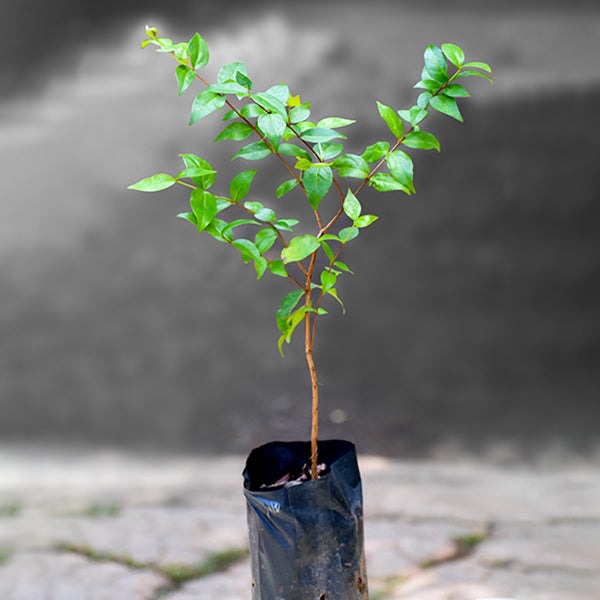 Black Surinam Cherry Fruit Plant - Premium Fruit Plants & Tree from Plantparadise - Just $2999.00! Shop now at Plantparadise