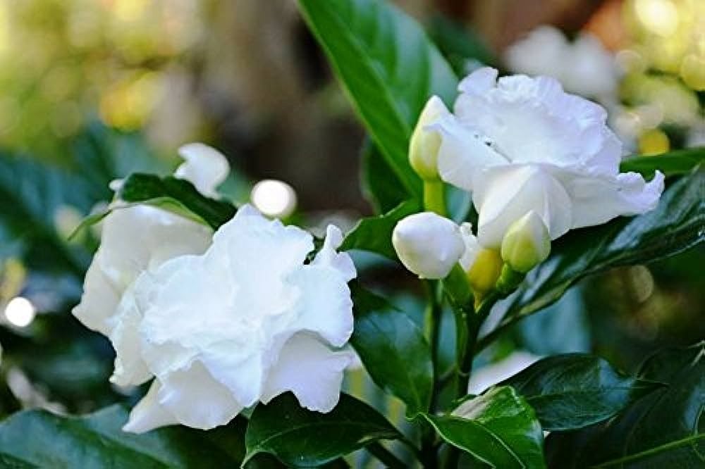 Tagar Flower Plant - Premium from Plantparadise - Just $549! Shop now at Plantparadise