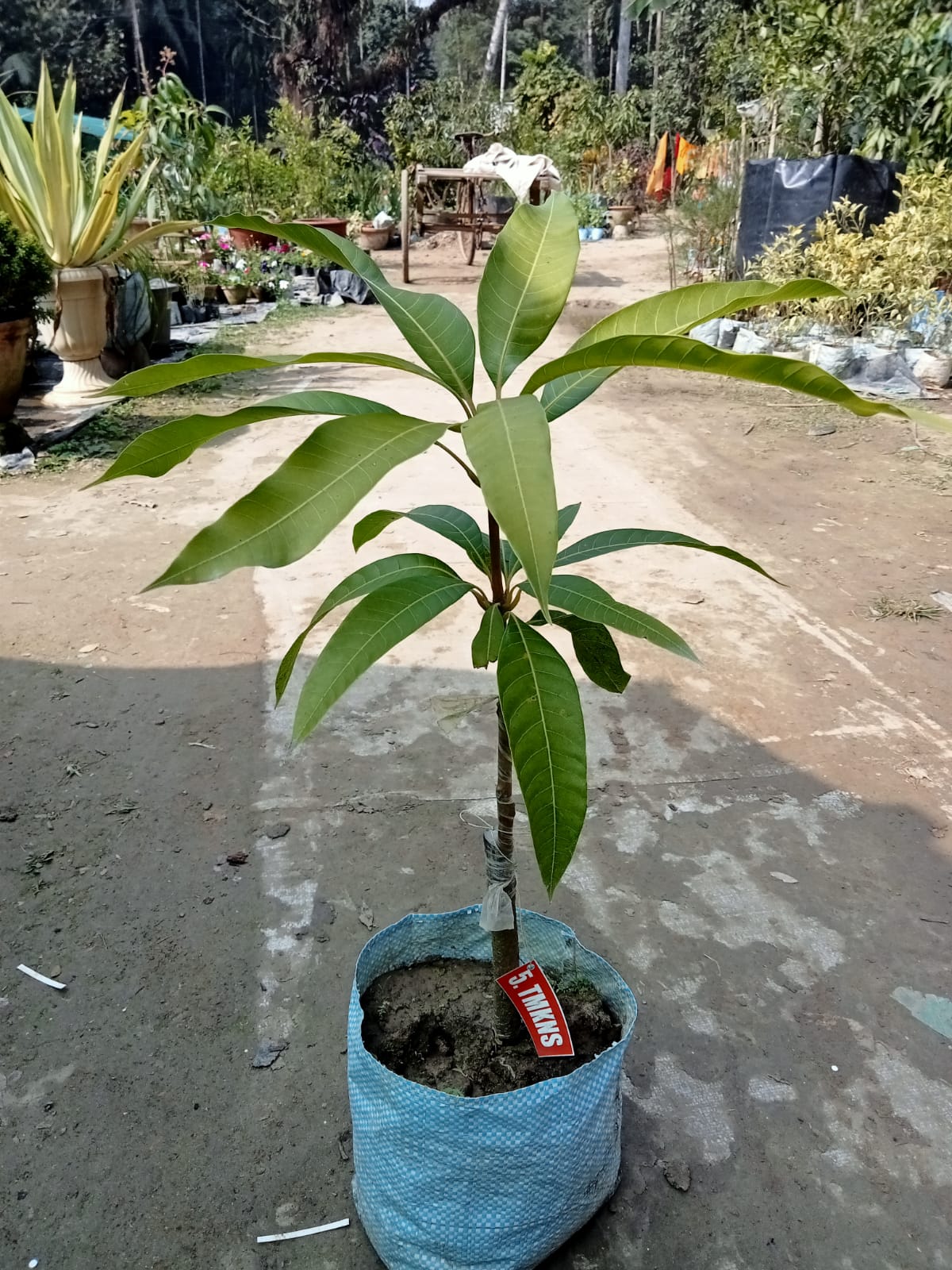 Tommy Atkins Mango Plant|Buy Tommy Atkins Mango Plant Online - Premium Fruit Plants & Tree from Plantparadise - Just $950! Shop now at Plantparadise