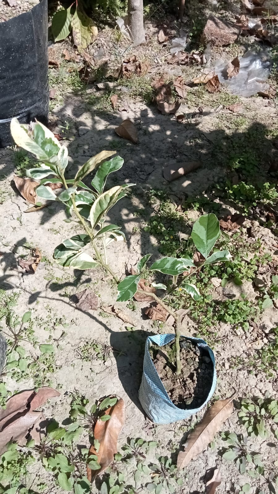 Variegated Pink Eureka Lemon|Buy Pink Variegated Lemon plant - Premium Fruit Plants & Tree from Plantparadise - Just $550! Shop now at Plantparadise