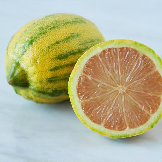 Variegated Pink Eureka Lemon|Buy Pink Variegated Lemon plant - Premium Fruit Plants & Tree from Plantparadise - Just $550! Shop now at Plantparadise