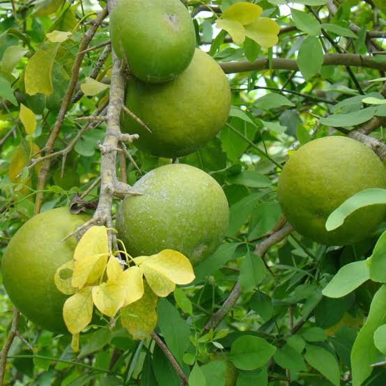 Thai Wood Apple (Bael) Grafted - Premium Fruit Plants & Tree from Plantparadise - Just $899.00! Shop now at Plantparadise