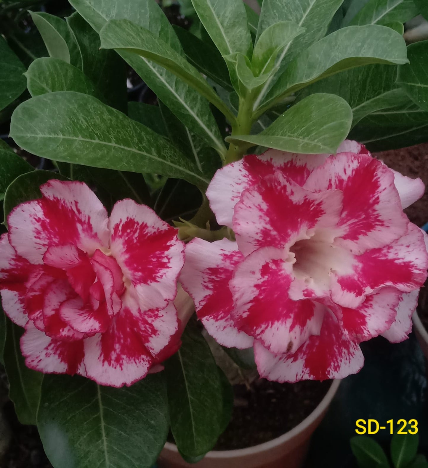 Adenium Rosy Variety|Buy Adenium Rosy Flower Plant Online|Best Place to Buy Adenium Rosy Variety - Premium Succulent Plants from Plantparadise - Just $359! Shop now at Plantparadise