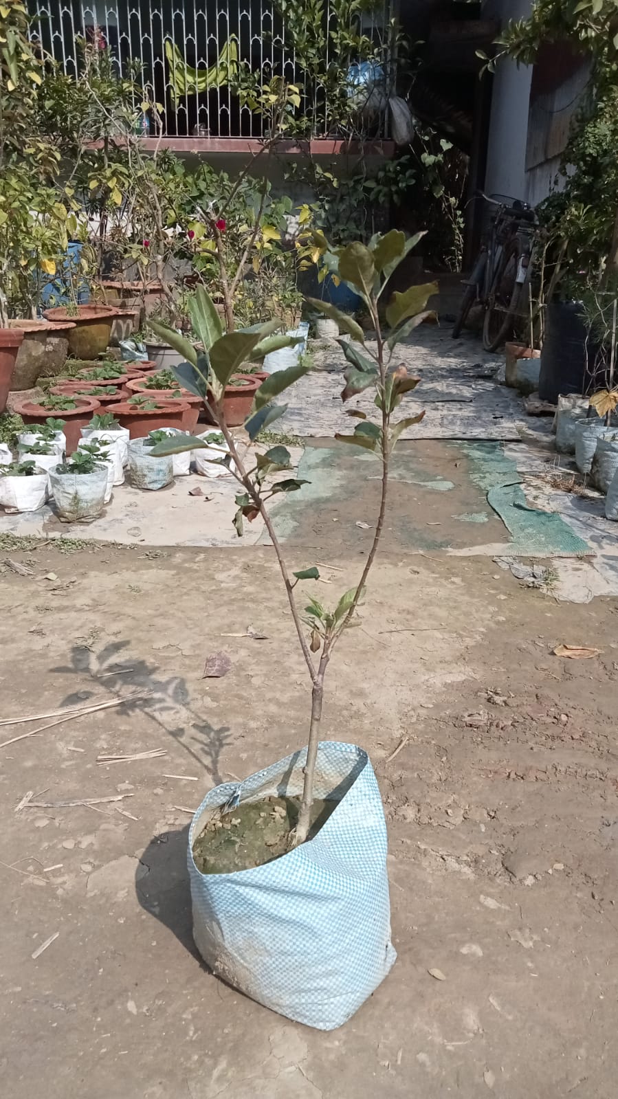 Anna Apple Plants |Warm climate apple trees buy online - Premium Fruit Plants & Tree from Plantparadise - Just $850! Shop now at Plantparadise