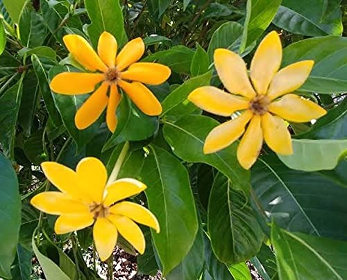Yellow Gandharaj (yellow Gardenia) Flower Plant - Premium Flowering Plants from Plantparadise - Just $649! Shop now at Plantparadise