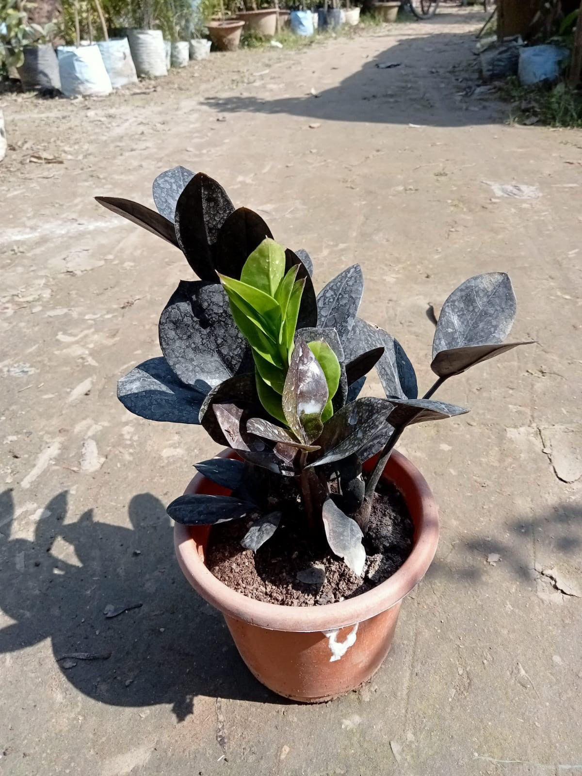 The Zz Ravan or Black Zz Plant|Unique House Plant|Best price for Black ZZ Plant - Premium Indoor Plant from Plantparadise - Just $390! Shop now at Plantparadise