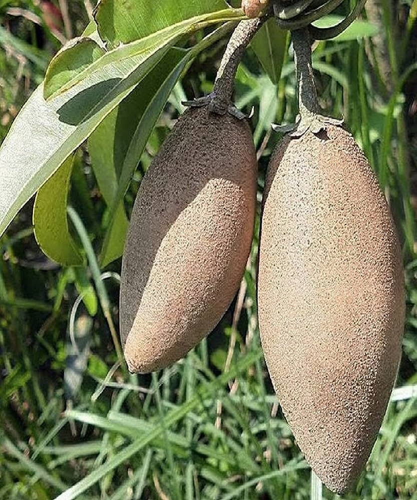 Thai Banana Chikoo - Premium Fruit Plants & Tree from Plantparadise - Just $549! Shop now at Plantparadise