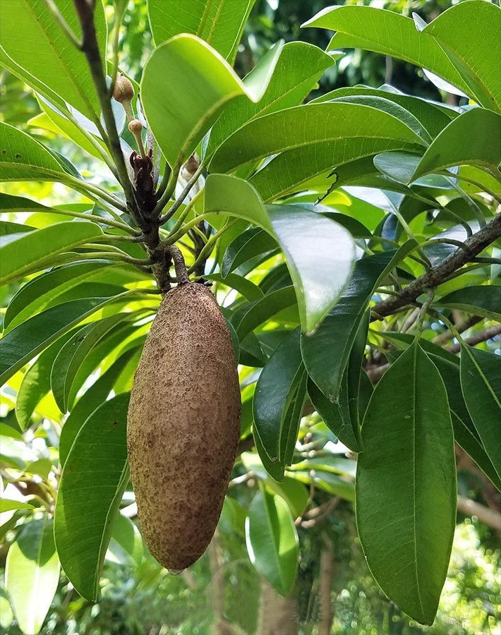 Thai Banana Chikoo - Premium Fruit Plants & Tree from Plantparadise - Just $549! Shop now at Plantparadise