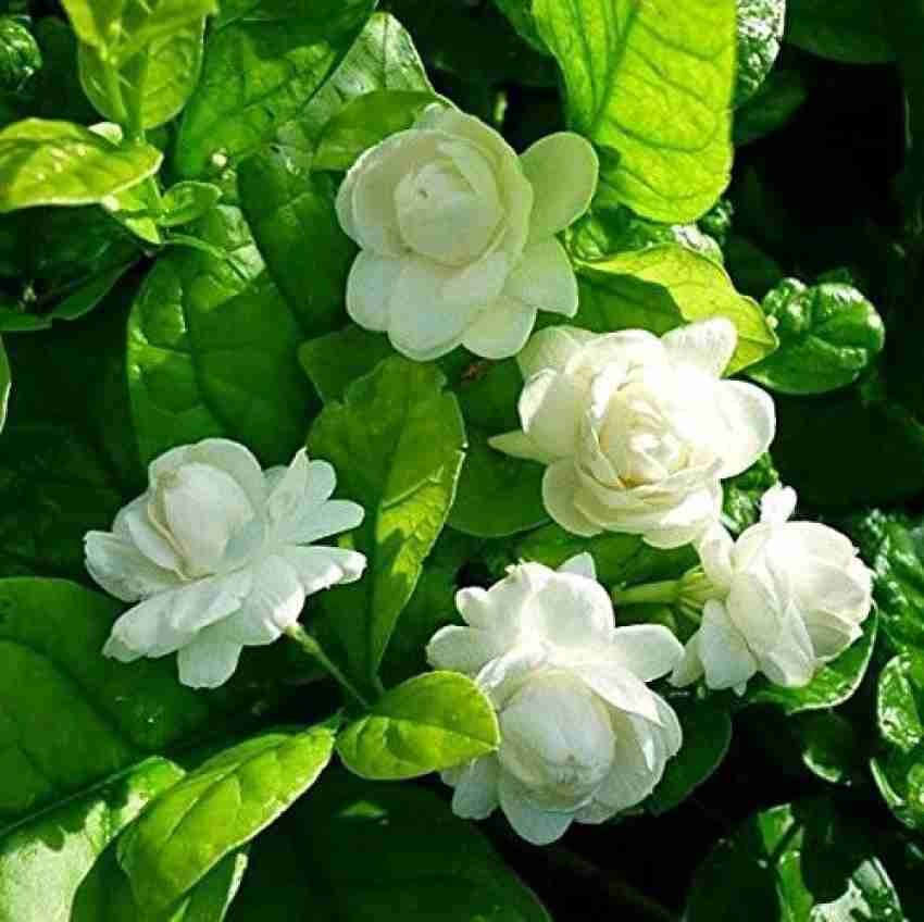Arabian Jasmine (Bell)Flower Plant - Premium from Plantparadise - Just $539! Shop now at Plantparadise