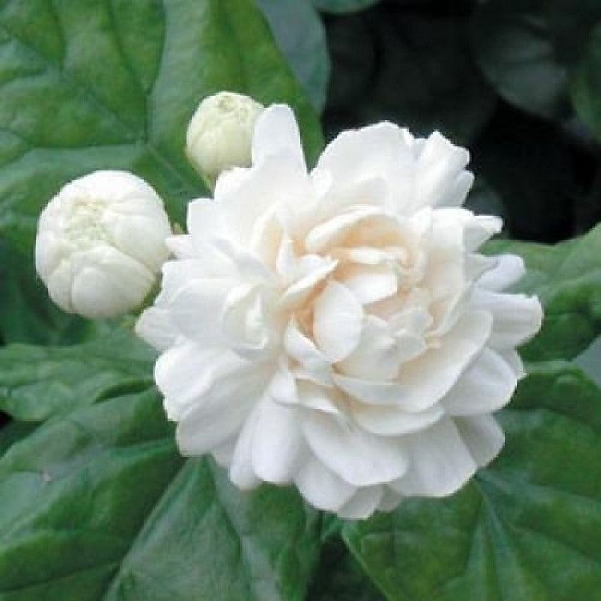 Arabian Jasmine (Bell)Flower Plant - Premium from Plantparadise - Just $539! Shop now at Plantparadise