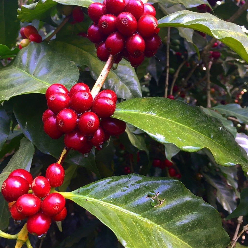 Coffee Fruit Plant - Premium Fruit Plants & Tree from Plantparadise - Just $699! Shop now at Plantparadise