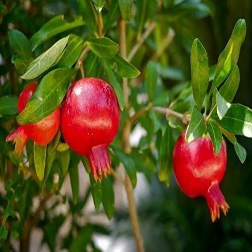 Super Bhagawa Pomegranate Plant|Buy Super Bhagawa Pomegranate Online - Premium Fruit Plants & Tree from Plantparadise - Just $499! Shop now at Plantparadise