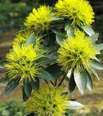 First - Love -Yellow Flower Plant - Premium Flowering Plants from Plantparadise - Just $299! Shop now at Plantparadise