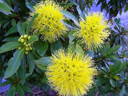 First - Love -Yellow Flower Plant - Premium Flowering Plants from Plantparadise - Just $299! Shop now at Plantparadise