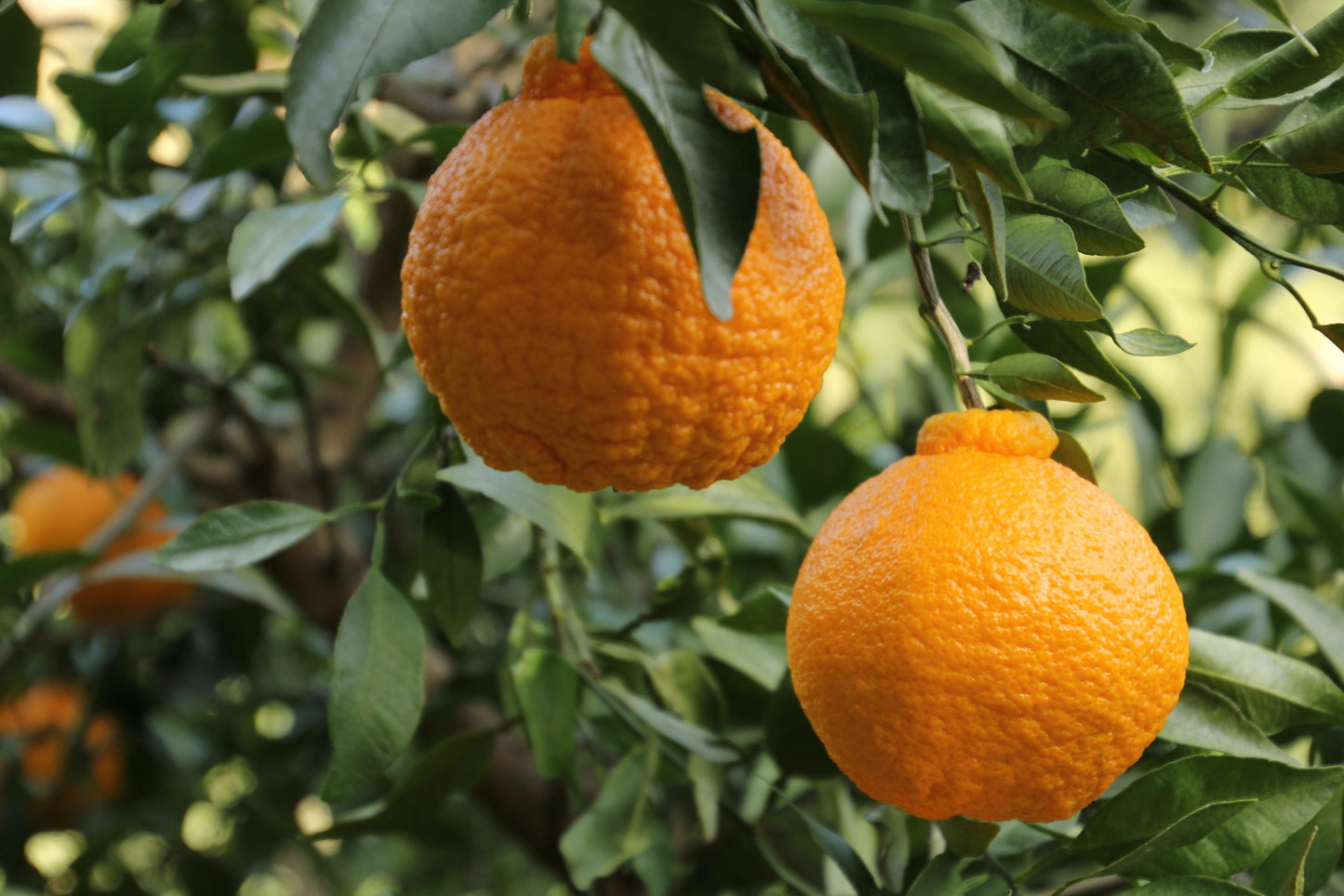 Dekopon Orange Plant - Premium Fruit Plants & Tree from Plantparadise - Just $789! Shop now at Plantparadise