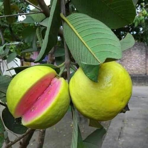 Lalit guava |Buy Lalit guava plant online - Premium Fruit Plants & Tree from Plantparadise - Just $550! Shop now at Plantparadise